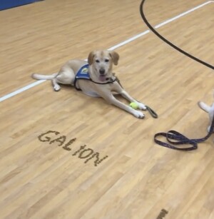 Galion, facility dog at Shepherd Center